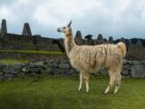 Salkantay Trekking To Machu Picchu 4 Days / 3 Nights en Tiendas.