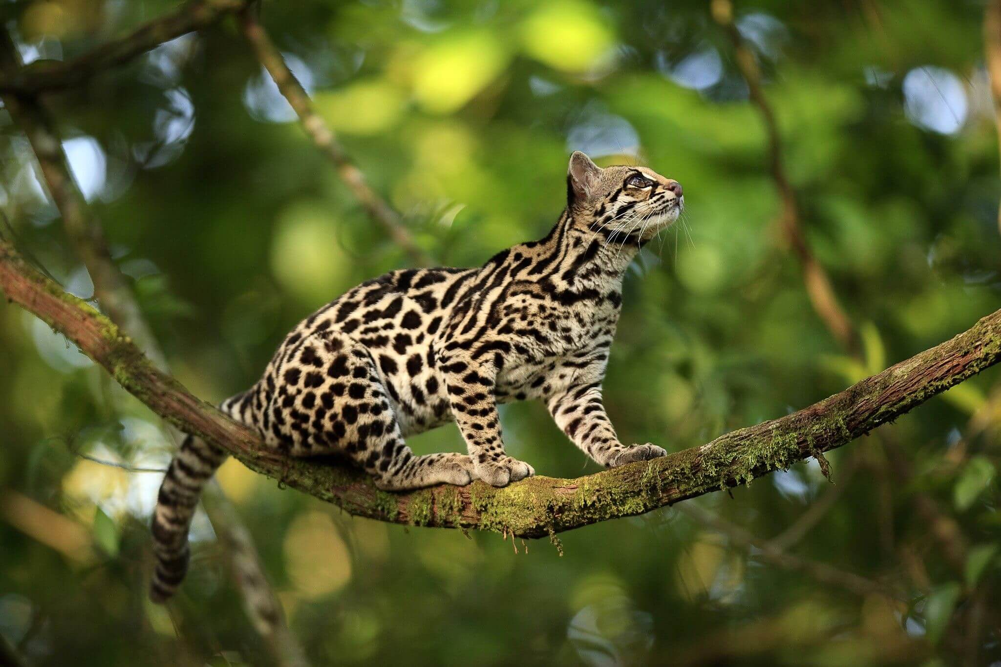 Inca Trail And Amazon 10 Days / 9 Nights
