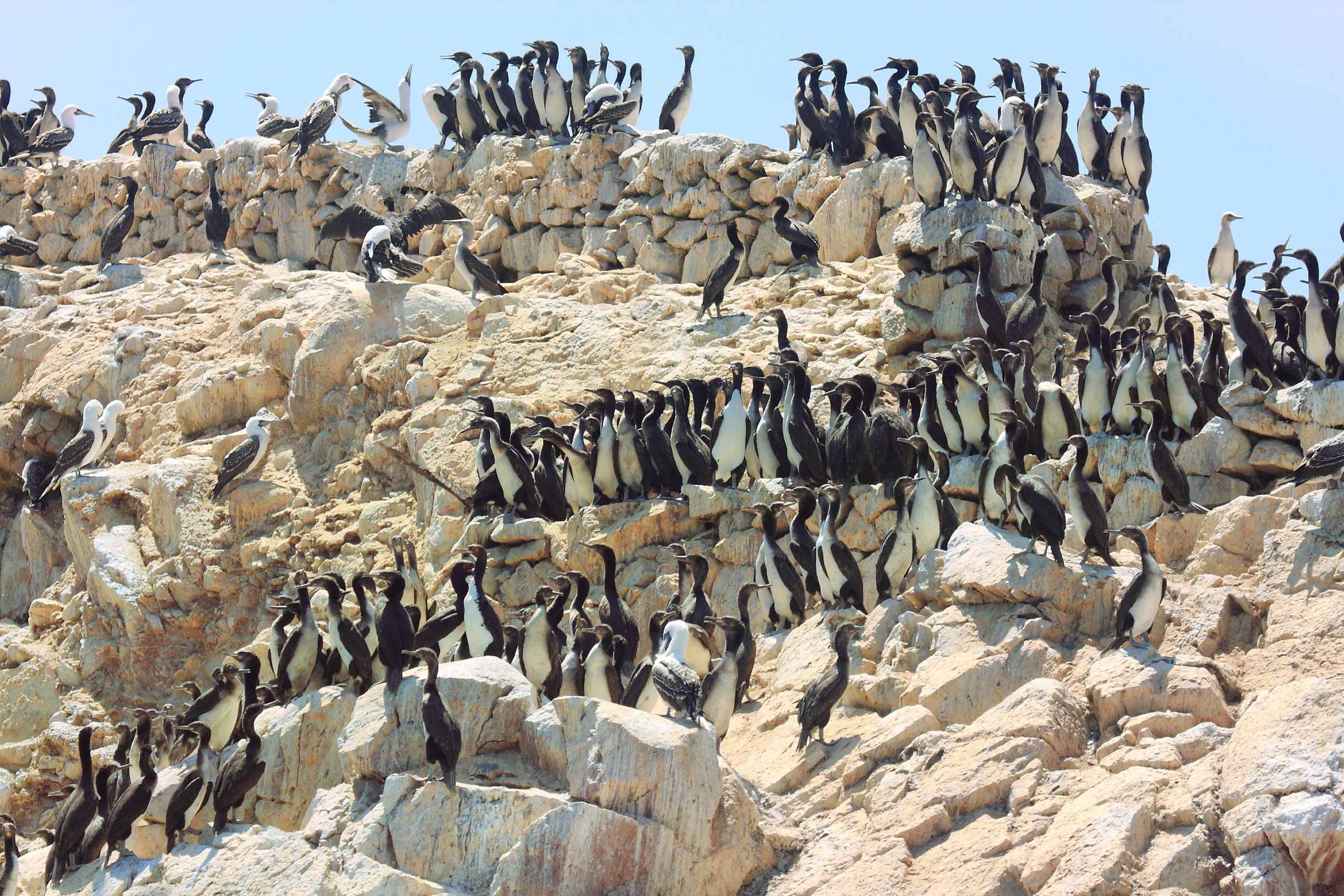 La Mina + Chincha + Ballestas Islands Tour 1 Day