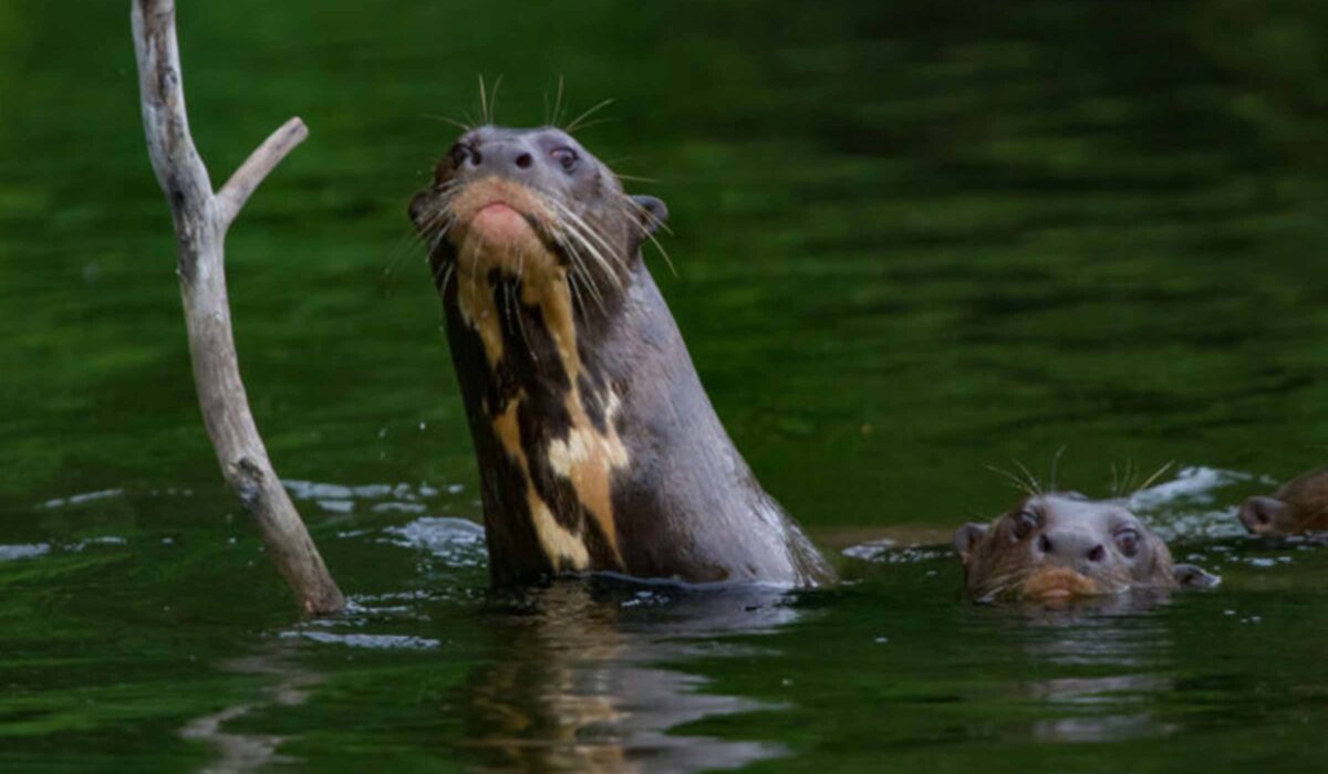Manu Jungle Expeditions 4 Days / 3 Nights