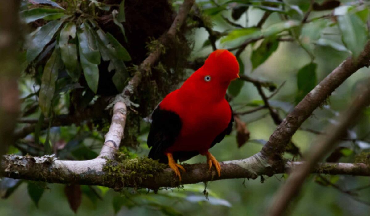 Manu Jungle Expeditions 3 Days / 2 Nights