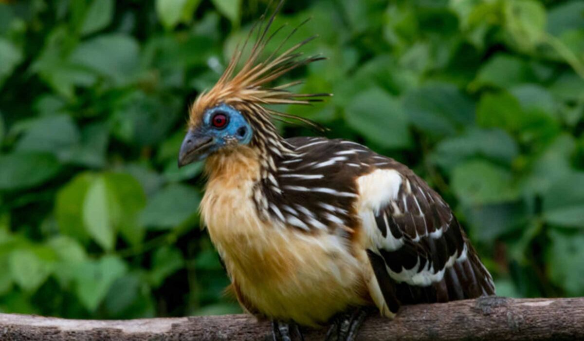Manu Jungle Expeditions 5 Days / 4 Nights